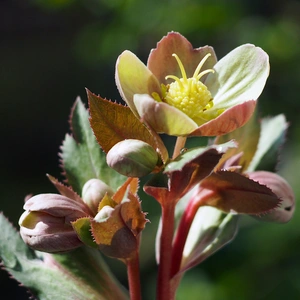 Helleborus × sternii  'Silver Star' (Pot Size 14 cm) - image 2