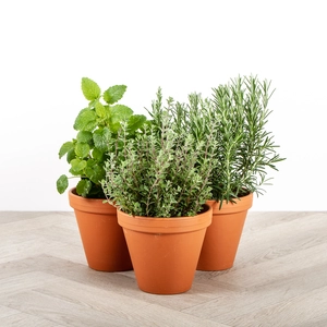 Herb Plants Plus Terracotta Pots Collection (3 x Herb Plants + 3 x 17cm Terracotta Pots)