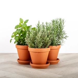 Herb Plants +Terracotta Pots & Saucers Collection (3 x Herbs + 3 x 17cm Pots & Saucers)