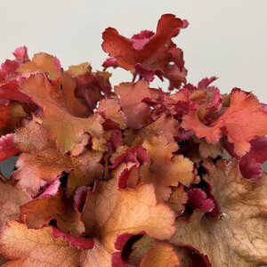 Heuchera 'Boysenberry' (Pot Size 15cm) Coral Bells - image 2