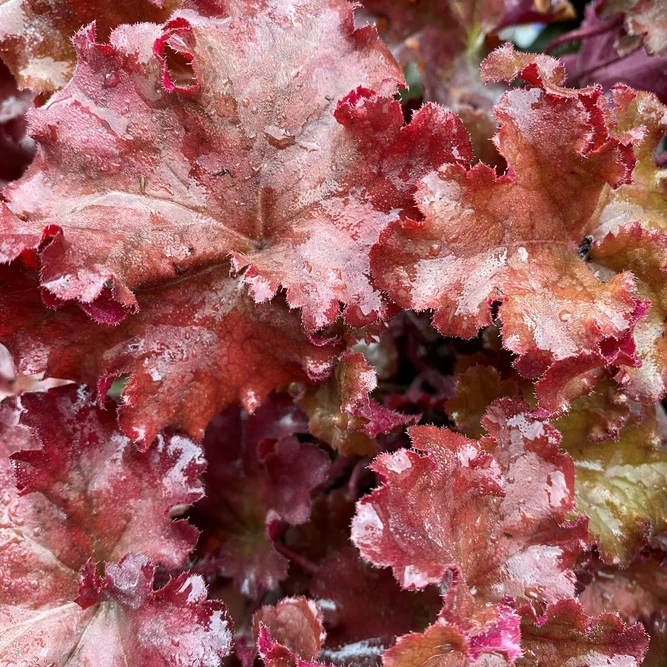 Heuchera 'Boysenberry' (Pot Size 15cm) Coral Bells - image 1