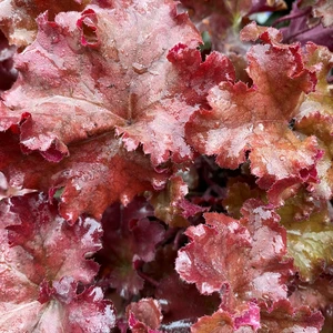 Heuchera 'Boysenberry' - Coral Bells