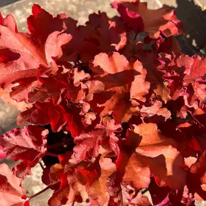 Heuchera 'Indian Summer Cranberry' (3L)