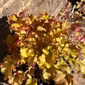 Heuchera Marmalade (Pot Size 3L)