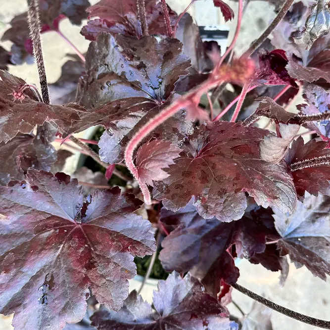Heuchera 'Obsidian' (Pot Size 2L) - image 1