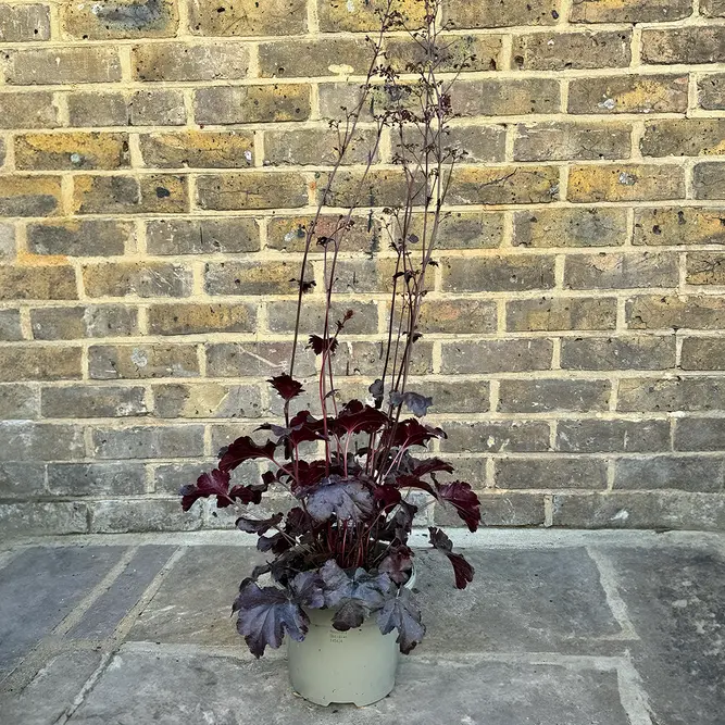 Heuchera 'Obsidian' (Pot Size 2L) - image 2