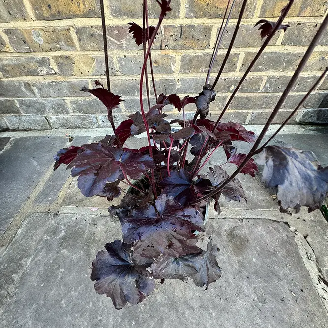 Heuchera 'Obsidian' (Pot Size 2L) - image 3