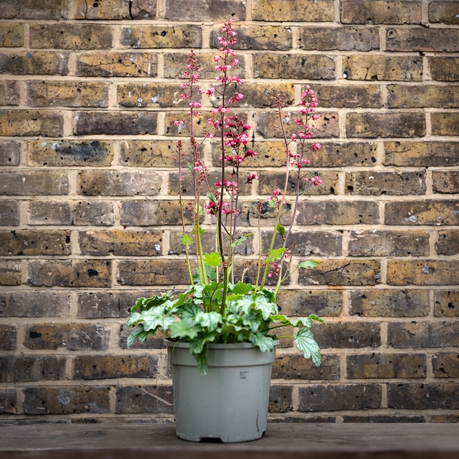 Heuchera 'Paris' (Pot Size 3L) - image 2