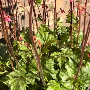 Heuchera 'Paris' (Pot Size 3L) - image 4