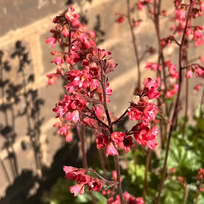 Heuchera 'Paris' (Pot Size 3L) - image 3