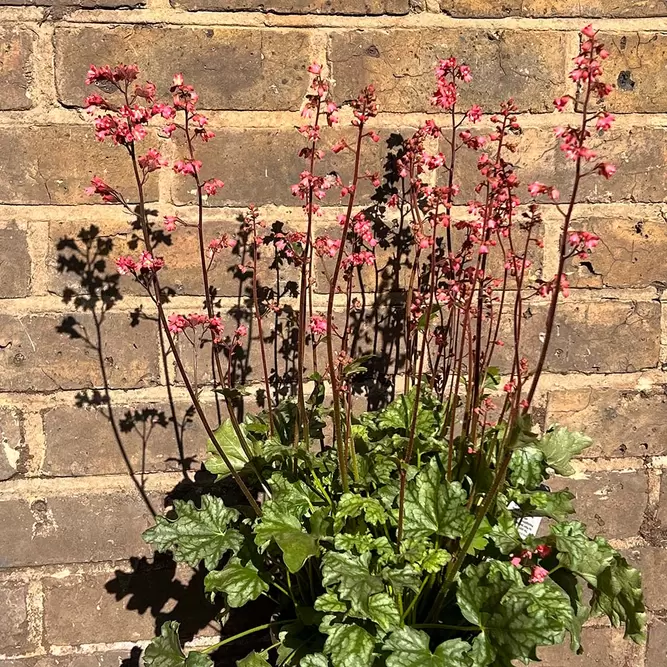 Heuchera 'Paris' (Pot Size 3L) - image 6