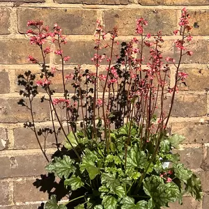 Heuchera 'Paris' (Pot Size 3L) - image 6