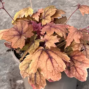 Heuchera 'Sweet Tea' (Pot Size 3L)
