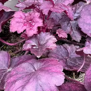 Heuchera 'Wild Rose'