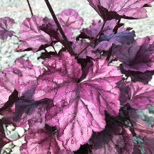 Heuchera 'Wildberry' (Pot Size 3L)