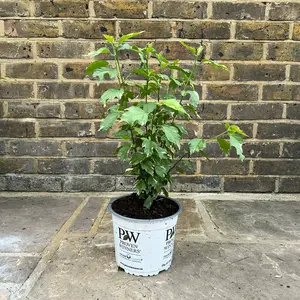 Hibiscus 'Sugar Tip' (Pot Size 19cm) - image 2