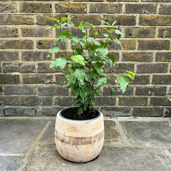 Hibiscus 'Sugar Tip' (Pot Size 19cm) - image 3