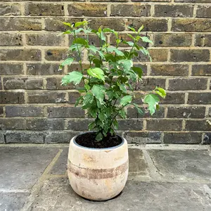Hibiscus 'Sugar Tip' (Pot Size 19cm) - image 3