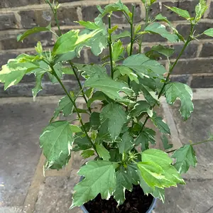 Hibiscus 'Sugar Tip' (Pot Size 19cm) - image 4