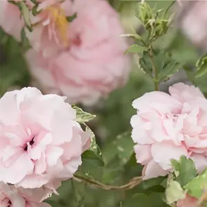 Hibiscus 'Sugar Tip' (Pot Size 19cm) - image 1