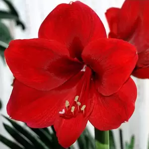 Hippeastrum 'Merry Christmas' (Pot Size 14cm)  Bulb in Pot Amaryllis indoor