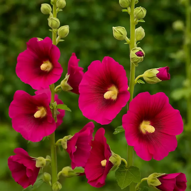 Hollyhock ‘Halo Cerise’ (Pot Size 1L)