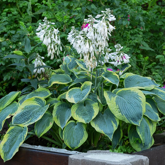 Hosta 'Frances Williams' (Pot Size 3ltr) Plantain lily Perennial