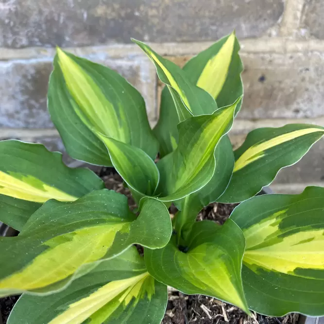 Hosta 'Lakeside Spellbinder' (Pot Size 2L) - Plantain Lily - image 7