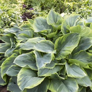 Hosta 'Shadowland Wu La La' (Pot Size 2L) - image 1