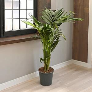 Howea forsteriana (Pot Size 21cm/ 110cm)