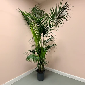 Howea forsteriana (Pot Size 27cm / 200cm Height) Kentia palm