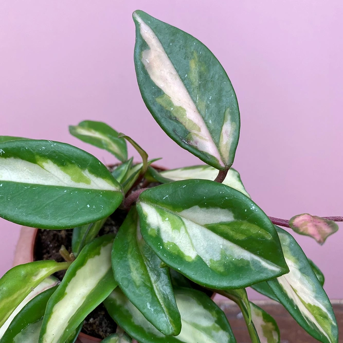 Hoya carnosa 'Tricolor' (Pot Size 9cm) Waxvine - image 2