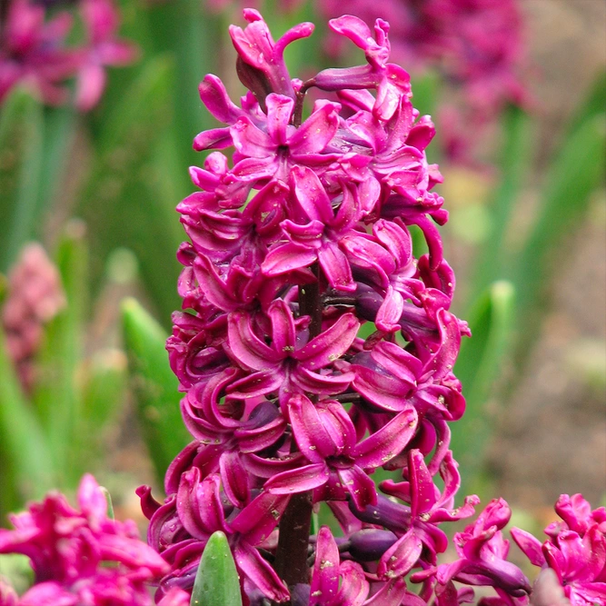 Hyacinthus orientalis 'WoodStock'  available at Boma Garden Centre image by Kor!An (Андрей Корзун)