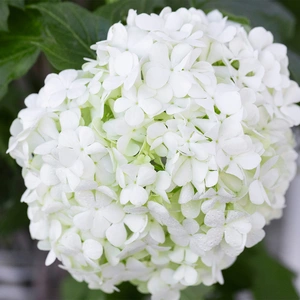 Hydrangea arborescens  'Annabelle' (Pot Size 19cm)