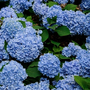 Hydrangea macrophylla 'Zorro Blue' (Pot Size 26cm) - image 1