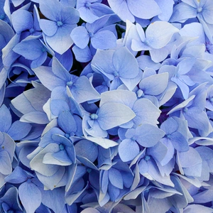 Hydrangea macrophylla 'Zorro Blue' (Pot Size 26cm) - image 2