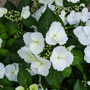 Hydrangea 'Runaway Bride' (6L) - Garland Hydrangea