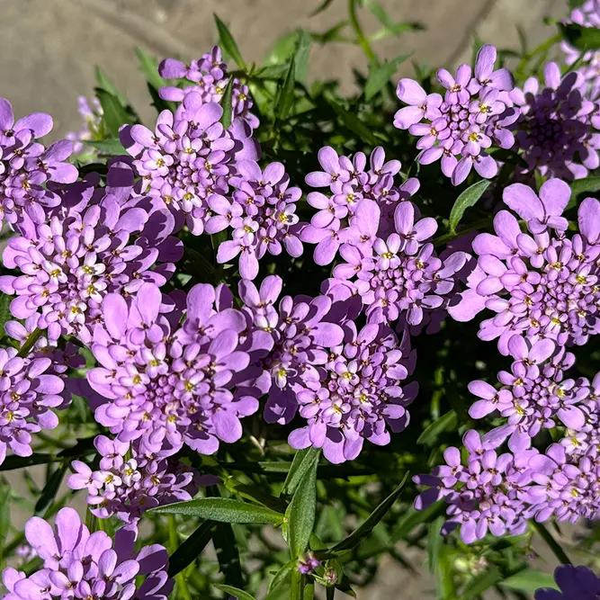 Iberis 'Mermaid Lavender' (Pot Size 2L) - image 1