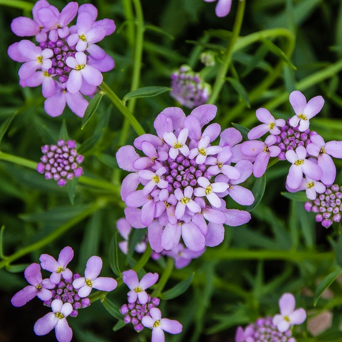Iberis 'Mermaid Lavender' (Pot Size 2L) - image 2