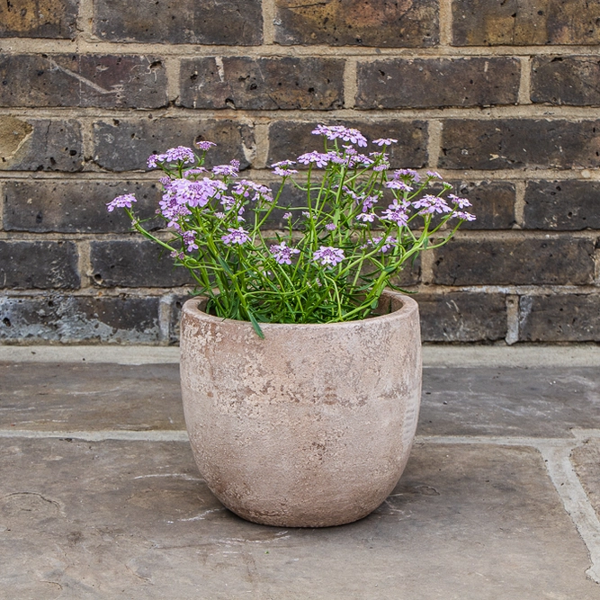 Iberis 'Mermaid Lavender' (Pot Size 2L) - image 3