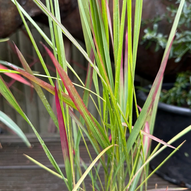 Imperata Red Baron (Pot Size 2L) - image 1
