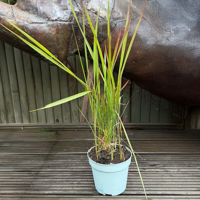 Imperata Red Baron (Pot Size 2L) - image 2