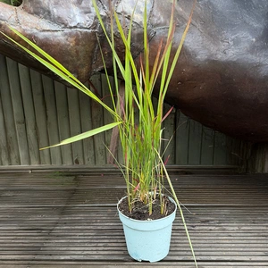 Imperata Red Baron (Pot Size 2L) - image 2