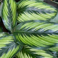 Foliage Plants