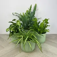 Indoor Plant Collections