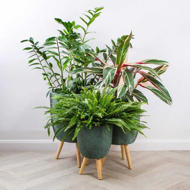 Iowa Leggs Pot Green (D38cm x H55cm) Multi-use Indoor Plant Pot Cover On Legs - image 6