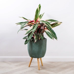 Iowa Leggs Pot Green (D31cm x H48cm) Multi-use Indoor Plant Pot Cover On Legs - image 3