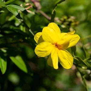 Jasminum nudiflorum (Pot Size 3L) - Winter flowering Jasmine