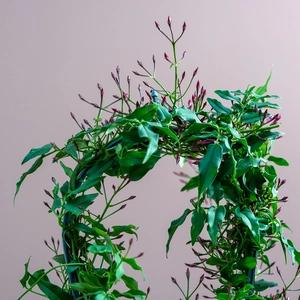 Jasminum Passion DarkPink (Pot Size 12cm) - image 2