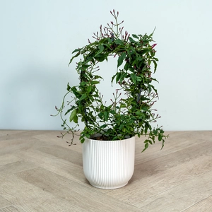 Jasminum Passion DarkPink (Pot Size 12cm) - image 1